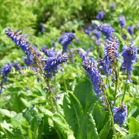 Biker Al Gallo Forcello 3*