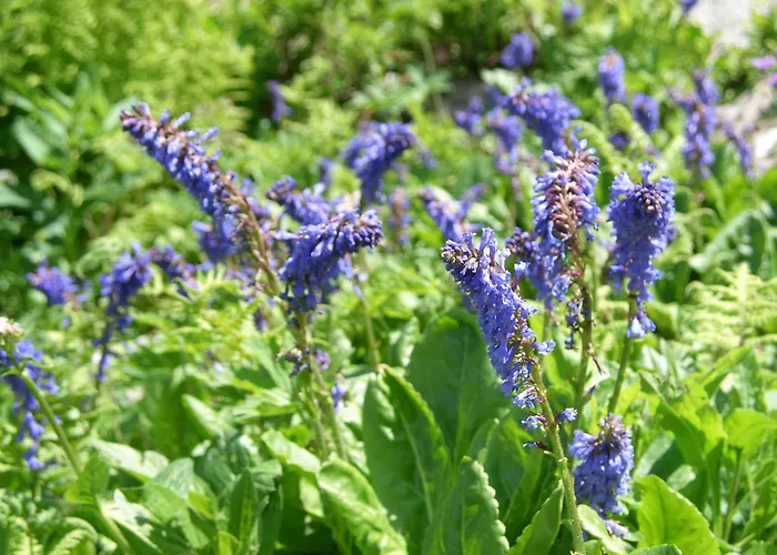 Biker Al Gallo Forcello 3*